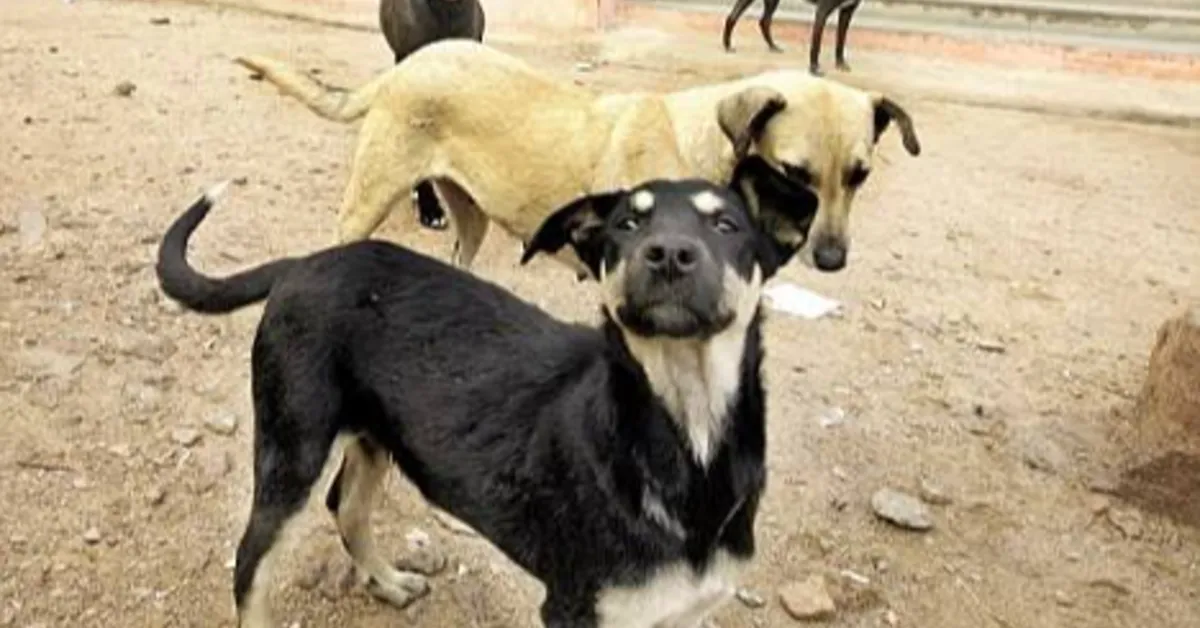 No More Stray Dogs on Streets: Supreme Court Orders Delhi-NCR to Act in 2 Months